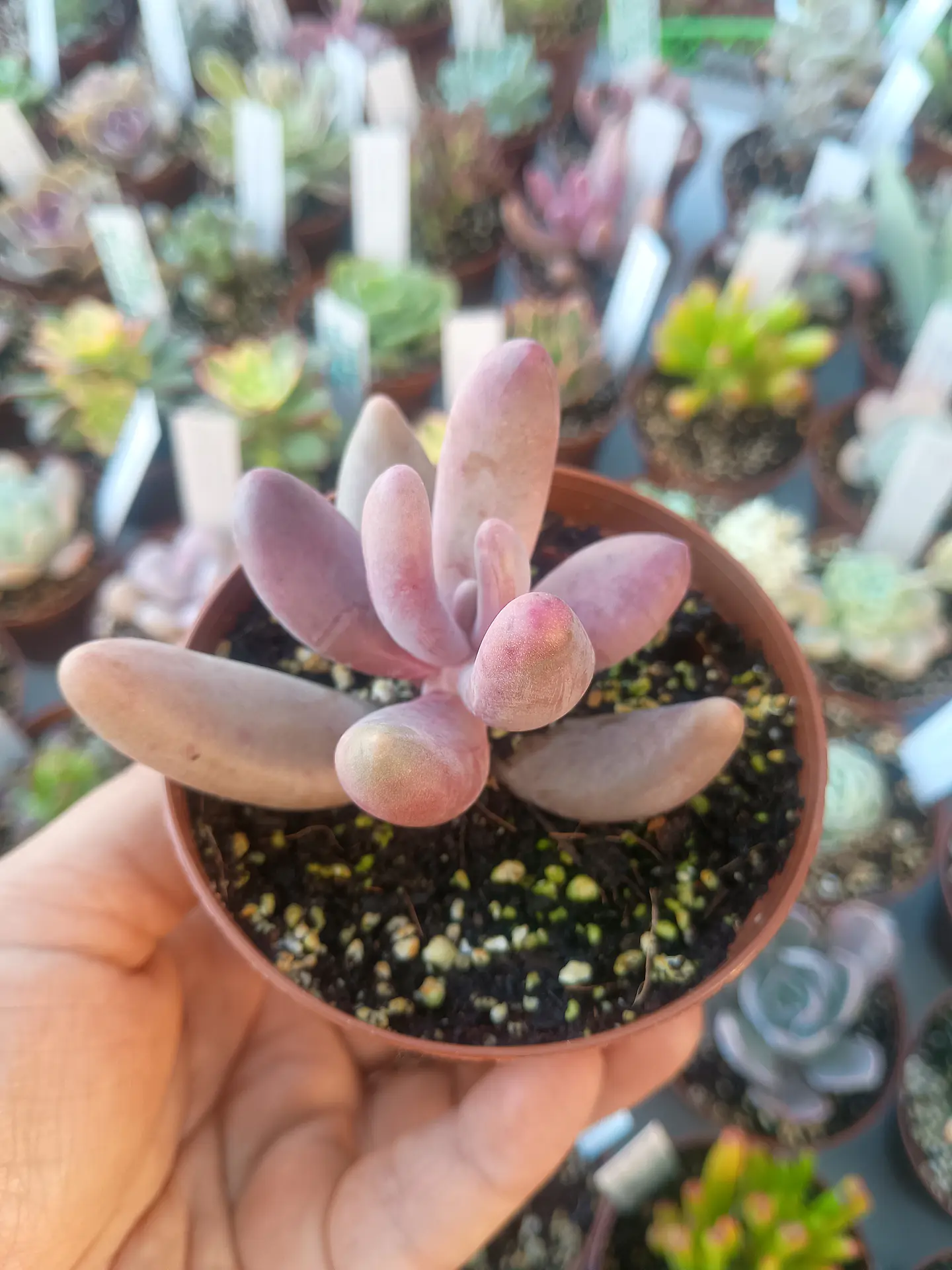 Pachysedum gonzou, pequeña 2