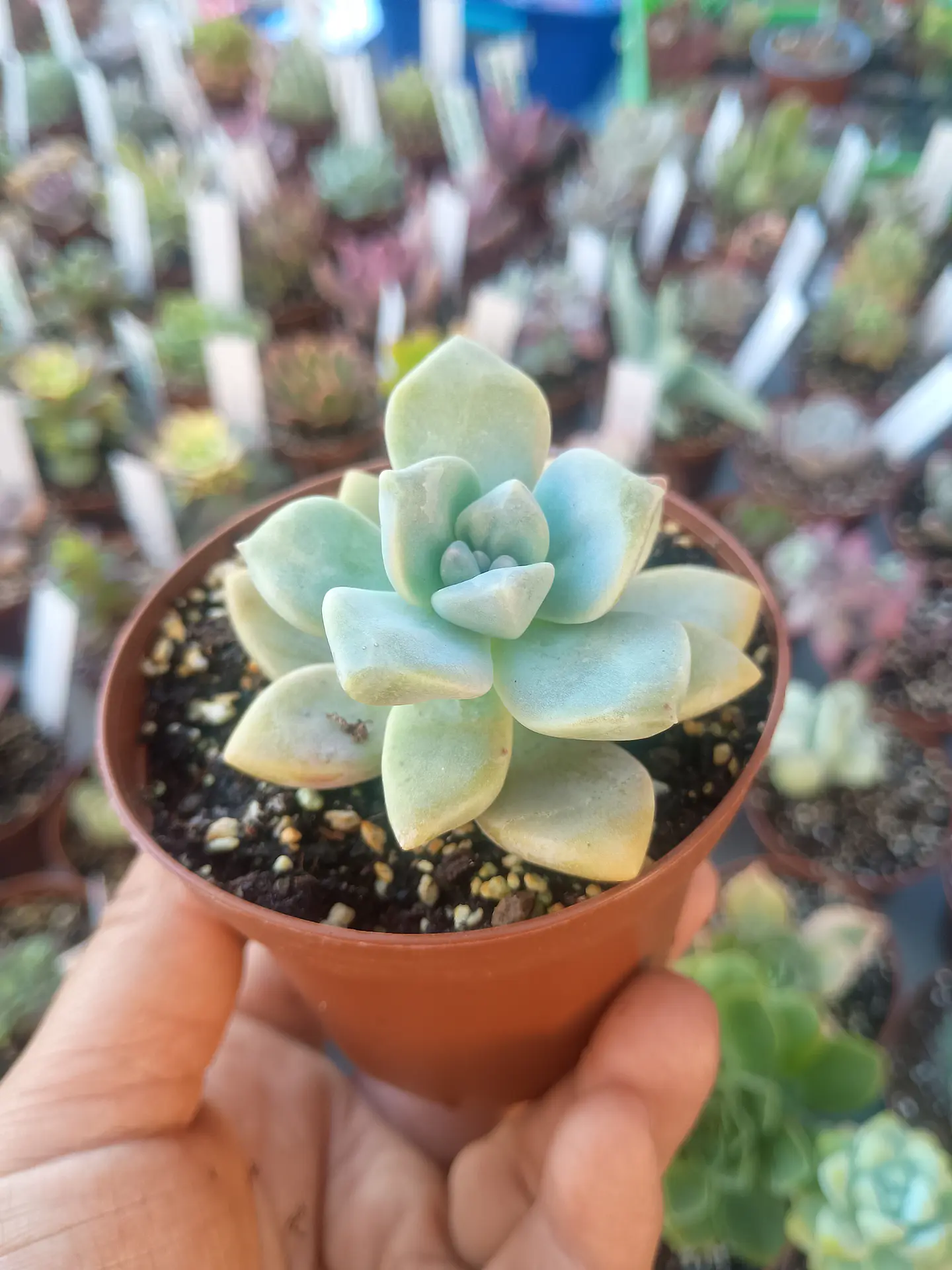 Graptoveria Victor kane 1