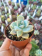 Graptoveria Victor kane - Miniatura 1