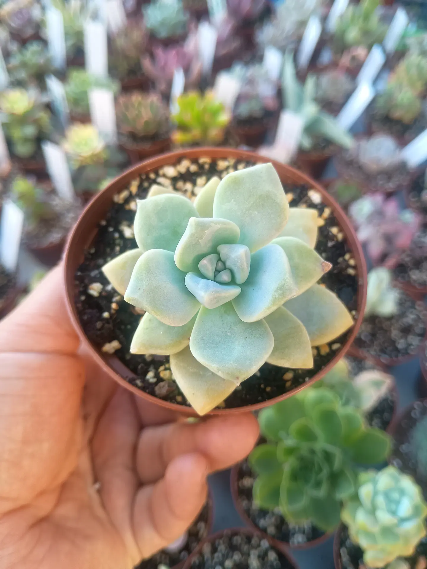 Graptoveria Victor kane 2