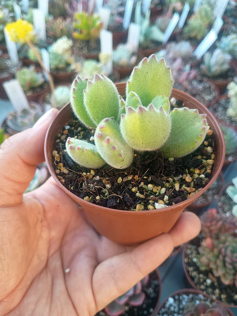 Cotyledon tomentosa lemon stripes, pequeña