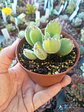 Cotyledon tomentosa lemon stripes, pequeña - Miniatura 1