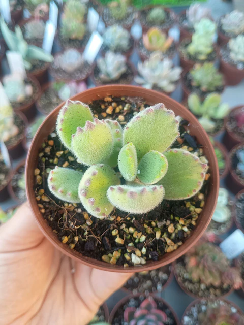 Cotyledon tomentosa lemon stripes, pequeña