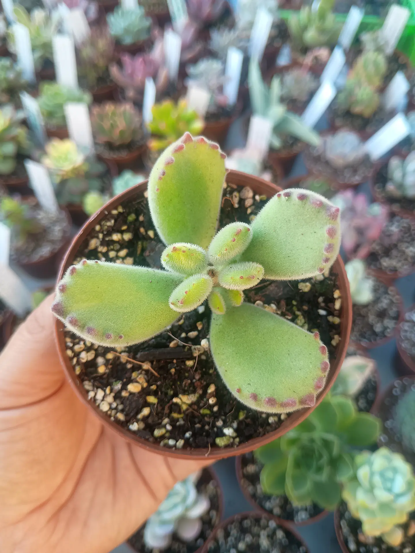 Cotyledon tomentosa lemon stripes, pequeña 1