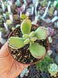 Cotyledon tomentosa lemon stripes, pequeña - Miniatura 1
