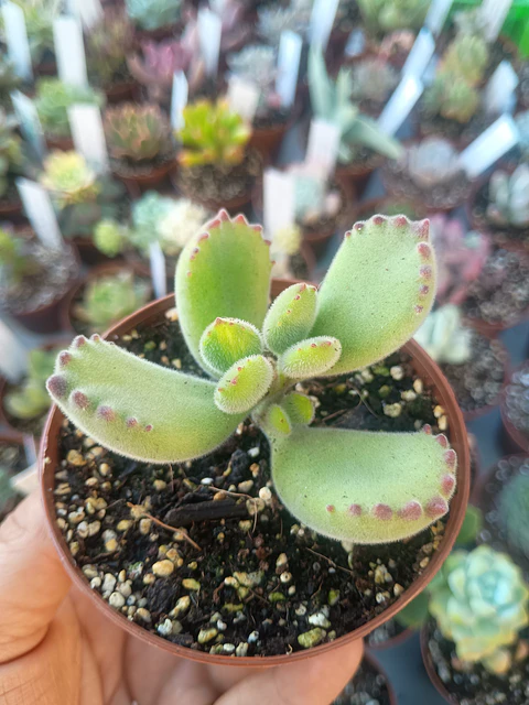 Cotyledon tomentosa lemon stripes, pequeña
