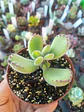 Cotyledon tomentosa lemon stripes, pequeña - Miniatura 2