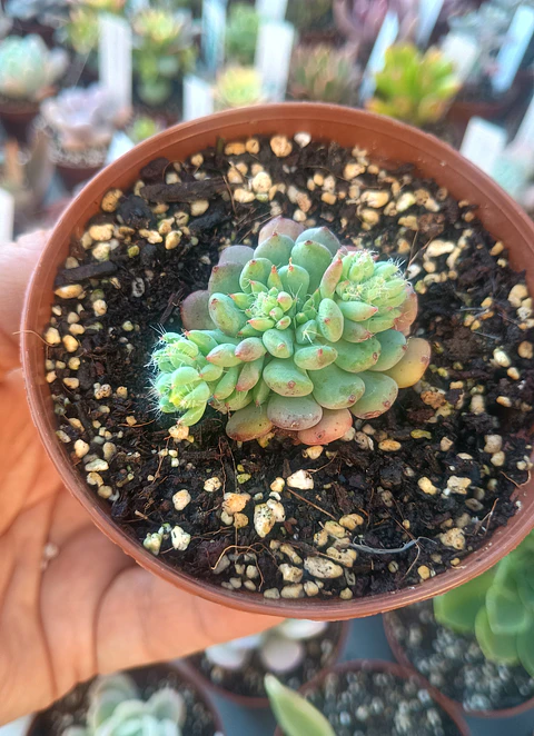 Echeveria setosa diminuta