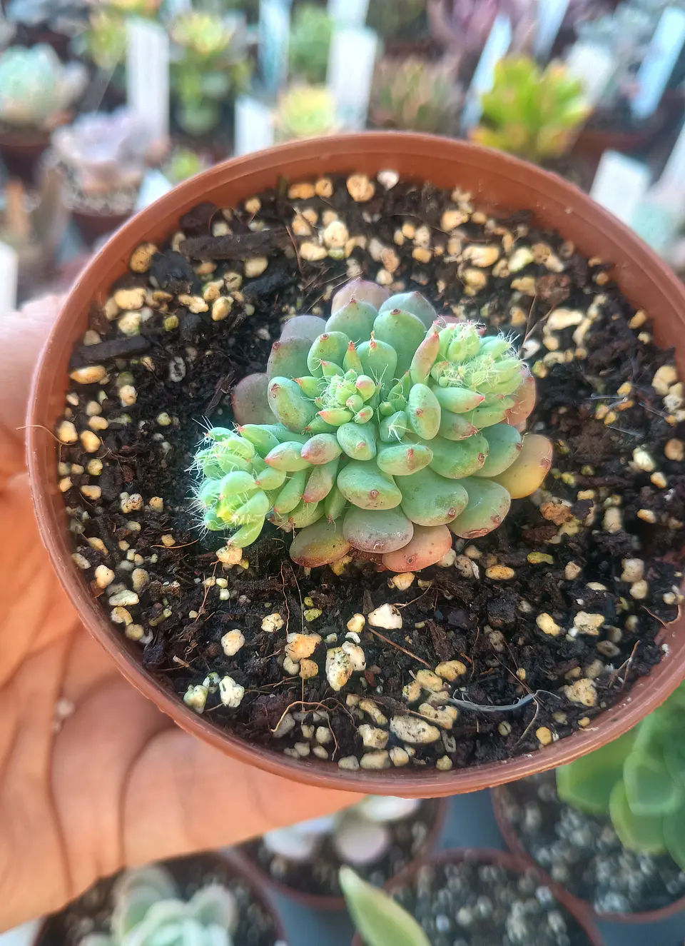Echeveria setosa diminuta 1