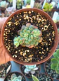 Echeveria setosa diminuta - Miniatura 2