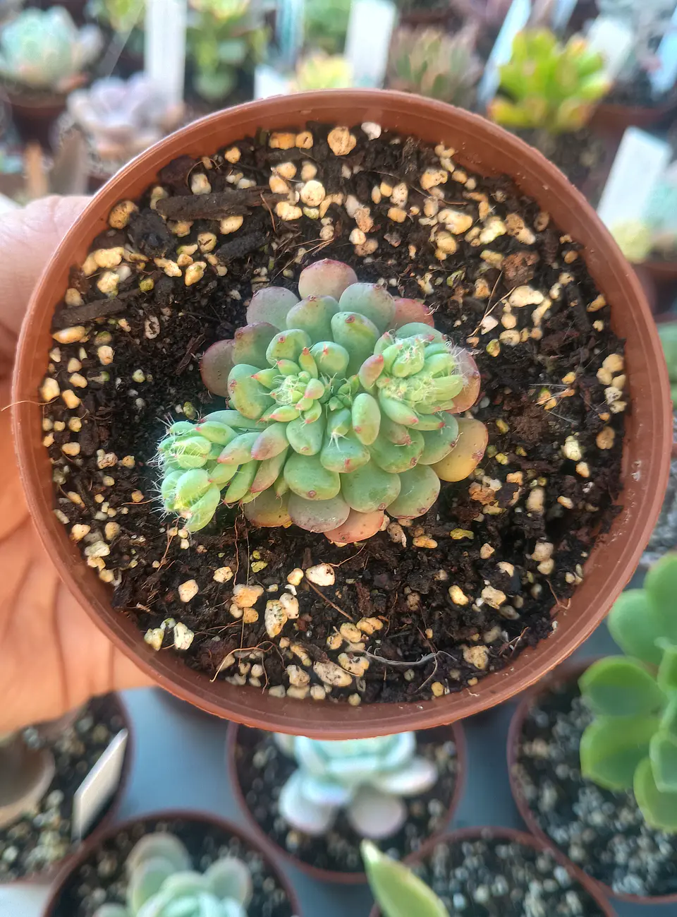 Echeveria setosa diminuta 2