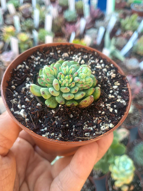 Echeveria setosa diminuta