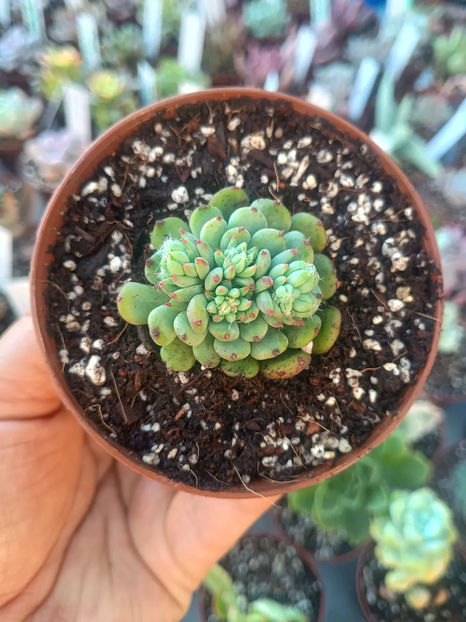 Echeveria setosa diminuta 2