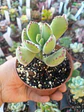 Cotyledon tomentosa, pequeña - Miniatura 1