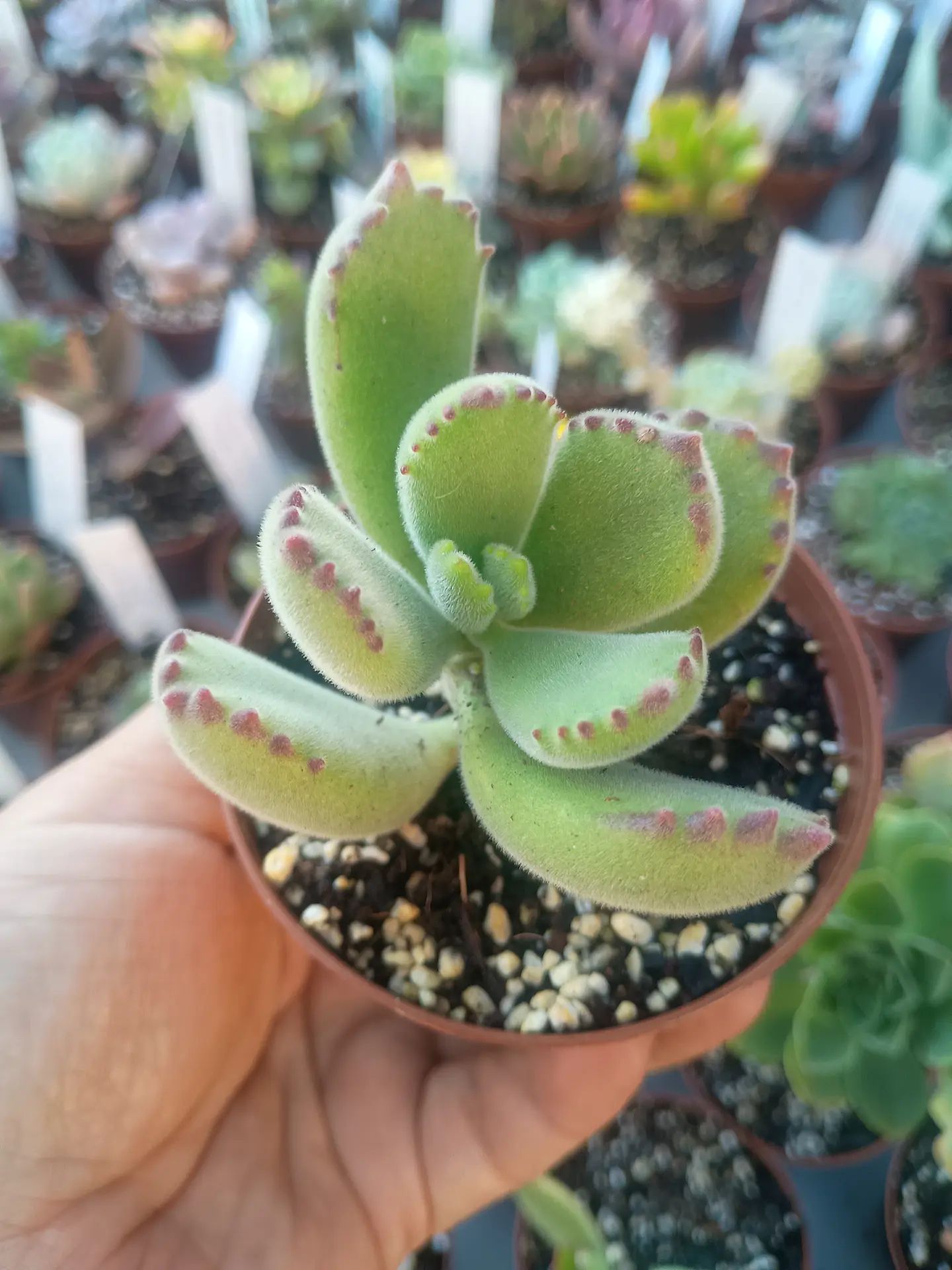 Cotyledon tomentosa, pequeña 2