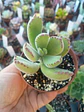 Cotyledon tomentosa, pequeña - Miniatura 2