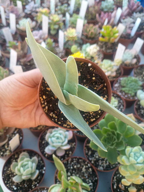 Crassula Falcata