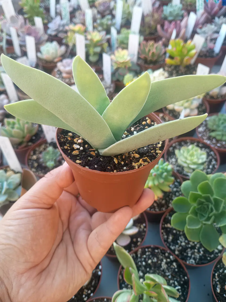 Crassula Falcata 2