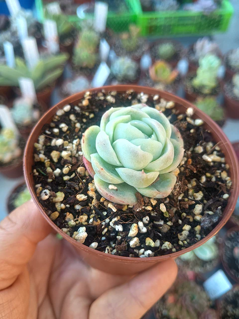 Echeveria Elagance, pequeña