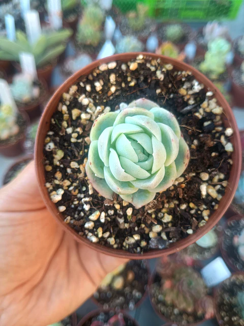 Echeveria Elagance, pequeña