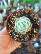 Echeveria Elagance, pequeña - Miniatura 2