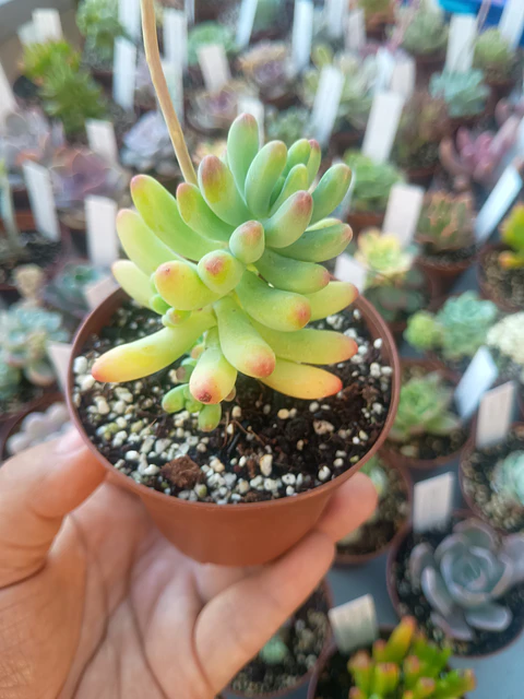 Sedum pachyphyllum , pequeña