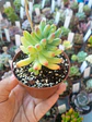 Sedum pachyphyllum , pequeña - Miniatura 1