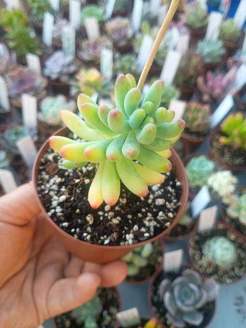 Sedum pachyphyllum , pequeña