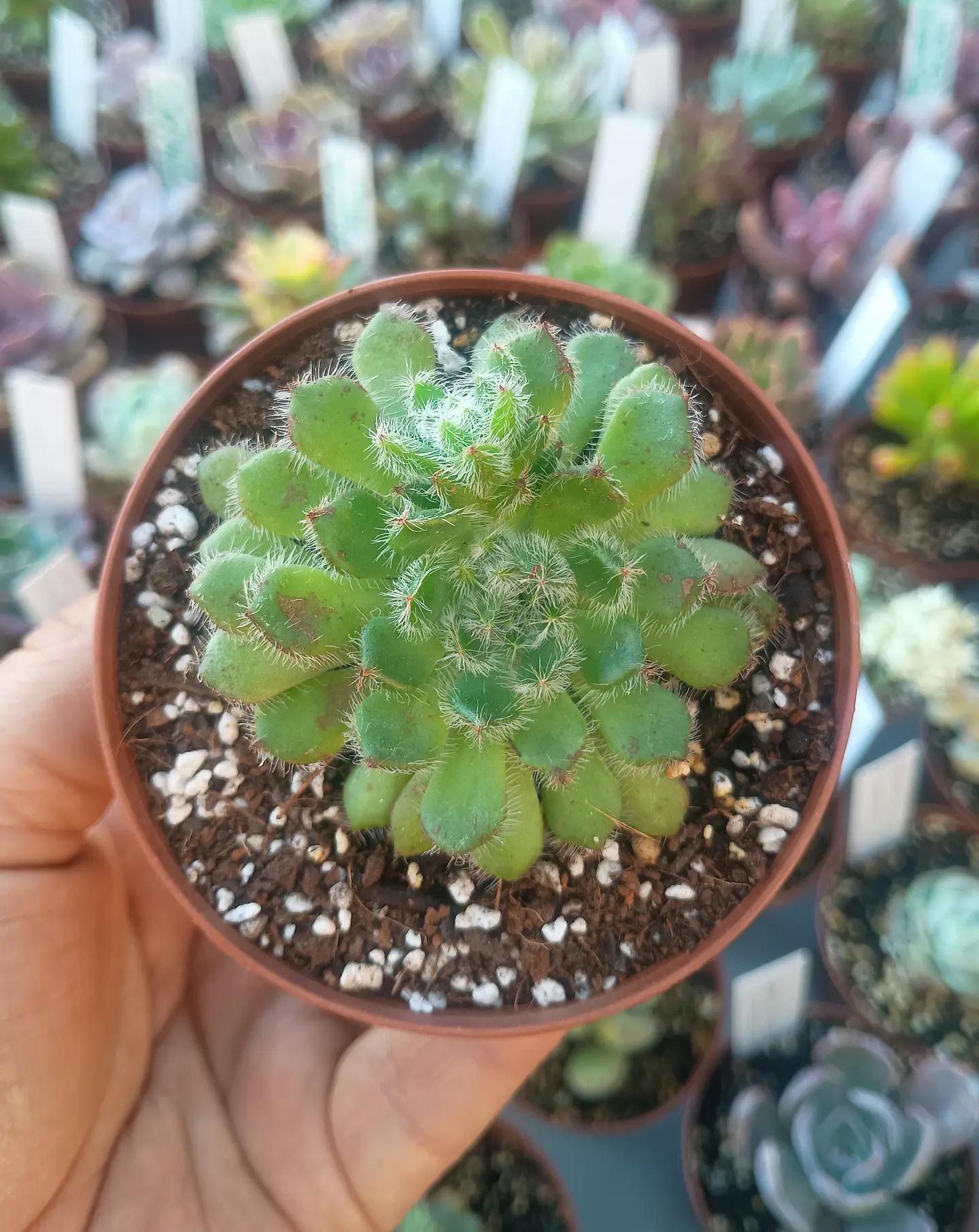 Echeveria setosa  1