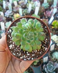 Echeveria setosa  - Miniatura 1