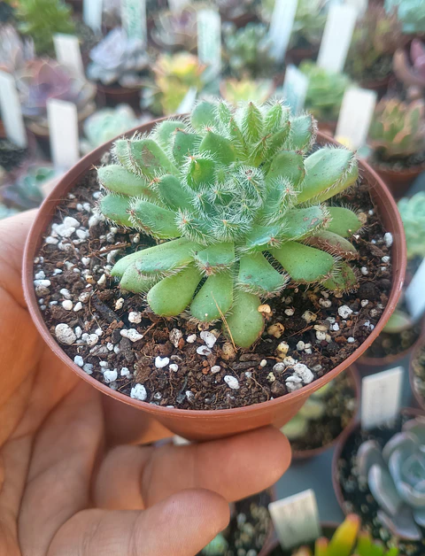 Echeveria setosa 