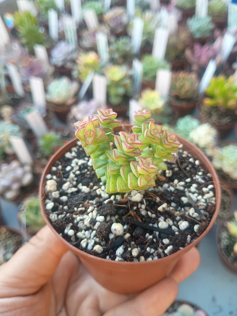 Crassula rupestris "tom thumb", pequeña