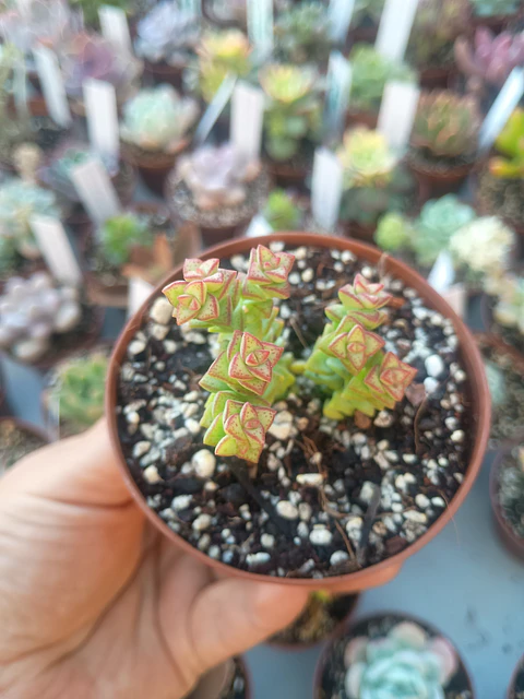 Crassula rupestris "tom thumb", pequeña