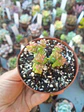 Crassula rupestris 