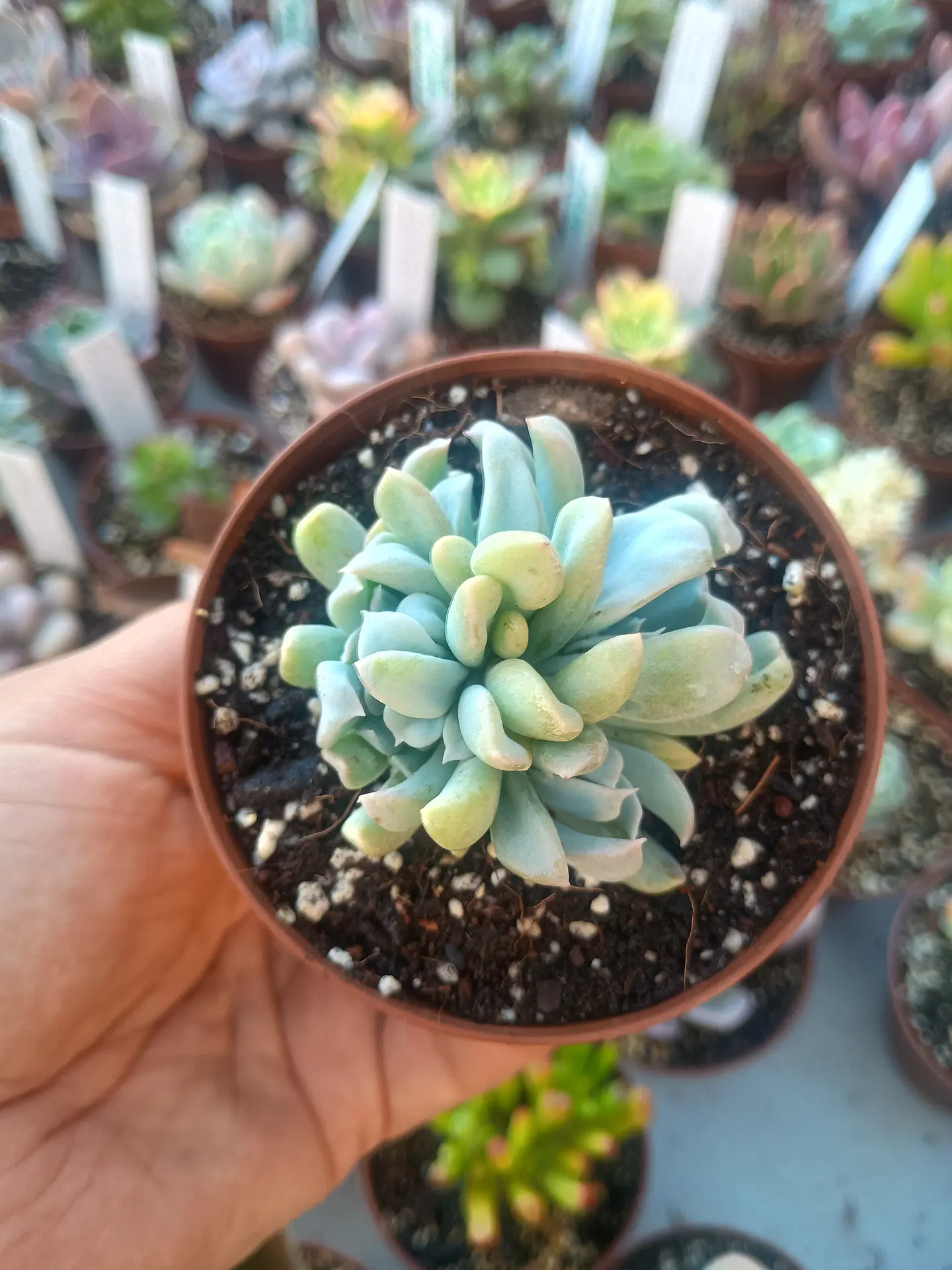 Echeveria ruyonii 