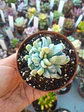 Echeveria ruyonii 