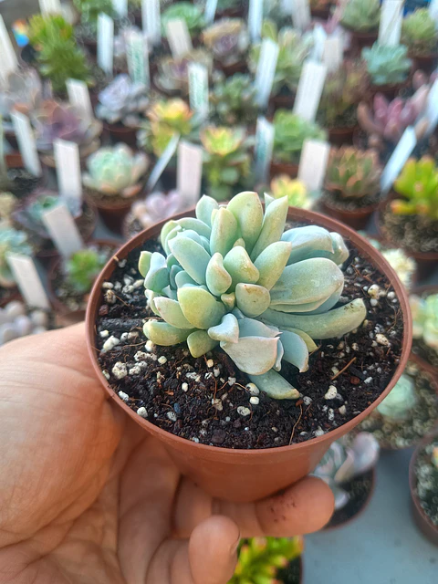 Echeveria ruyonii "topsy turvy"