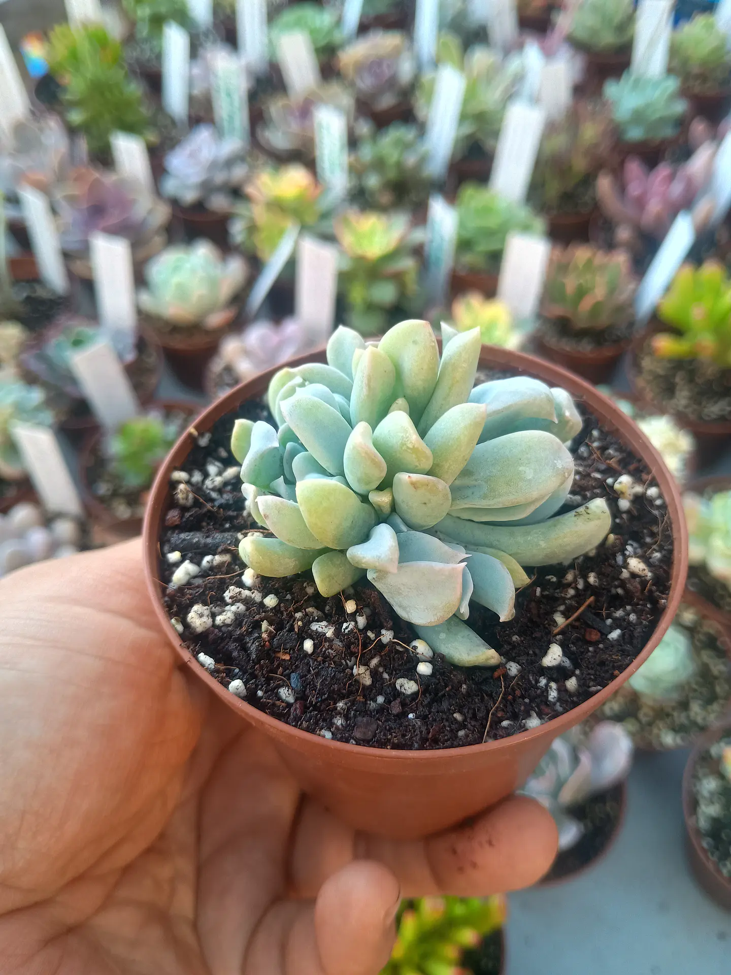 Echeveria ruyonii 