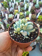 Echeveria ruyonii 