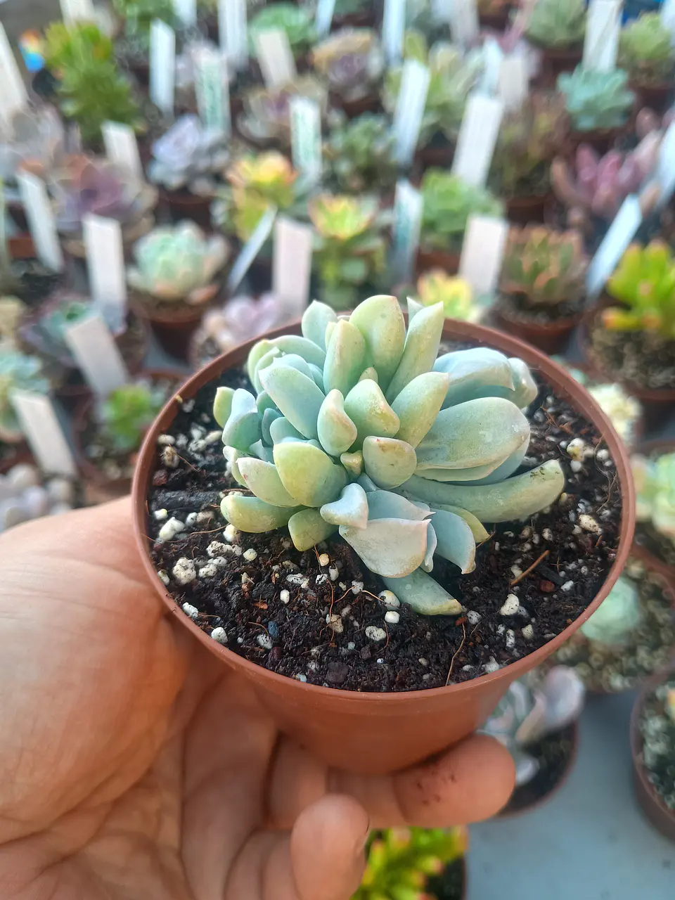 Echeveria ruyonii 