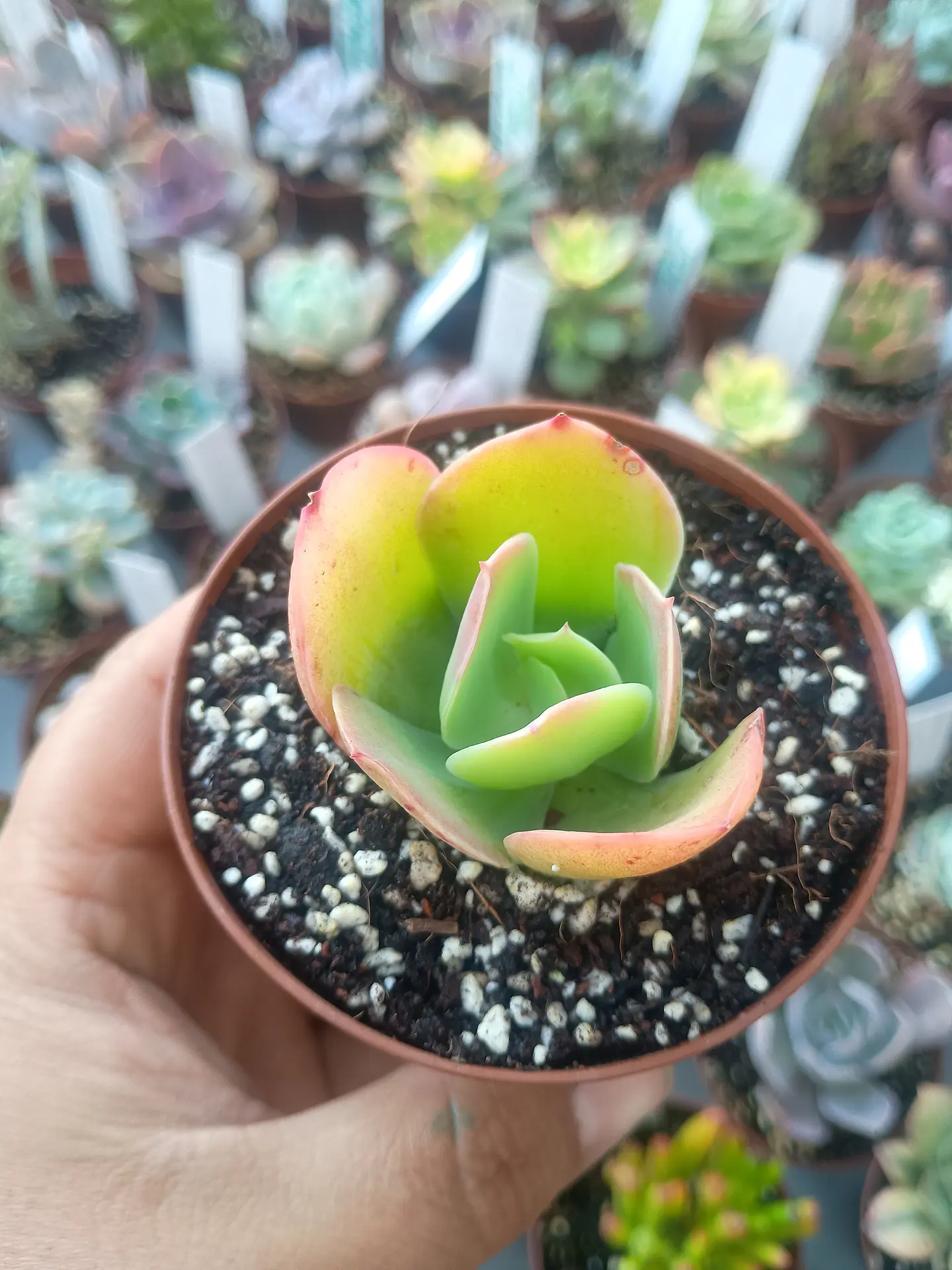 Echeveria pallida, pequeña 1