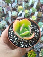 Echeveria pallida, pequeña - Miniatura 1