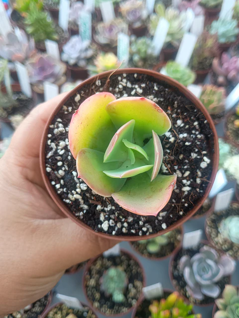Echeveria pallida, pequeña