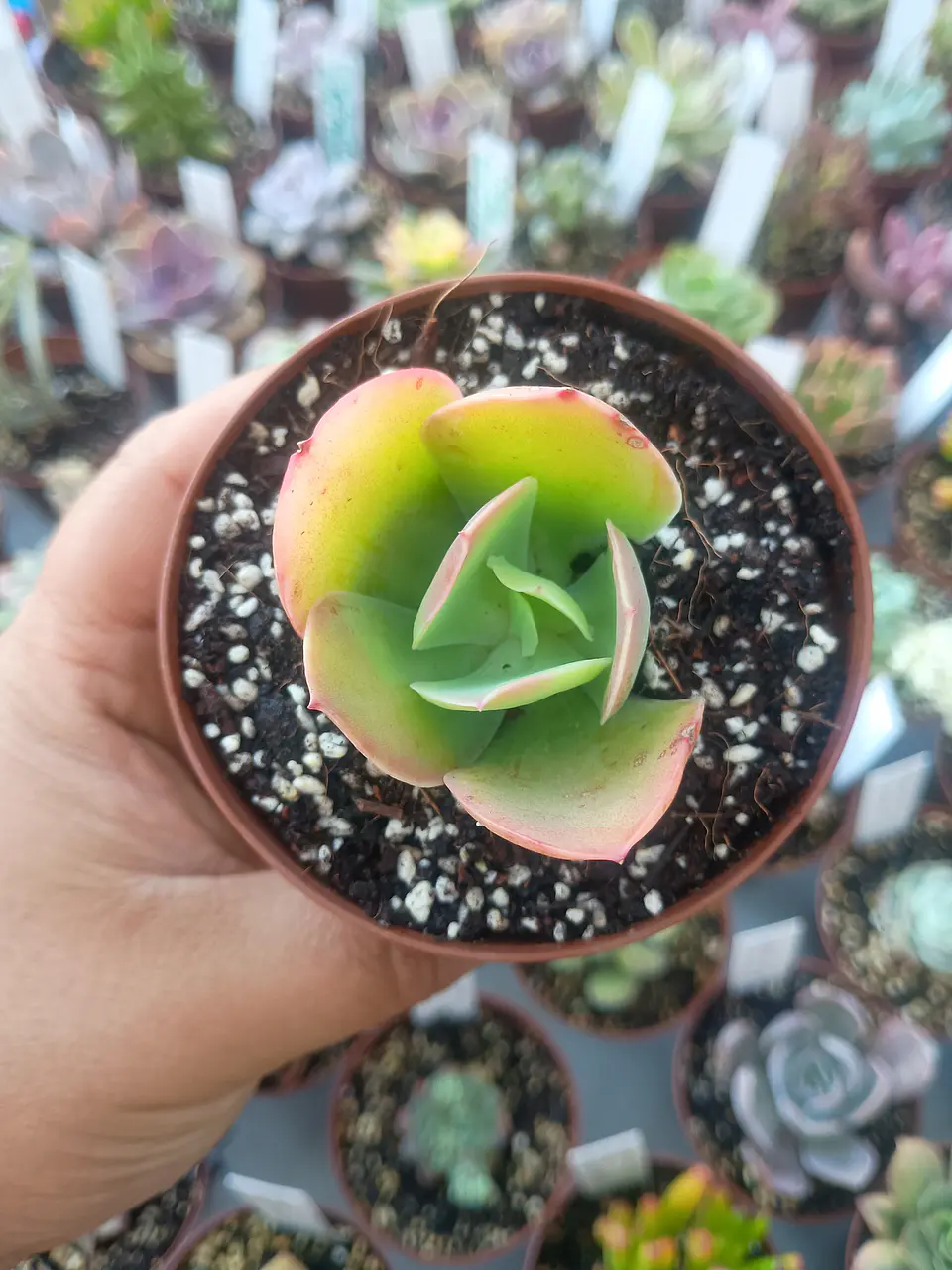 Echeveria pallida, pequeña 2