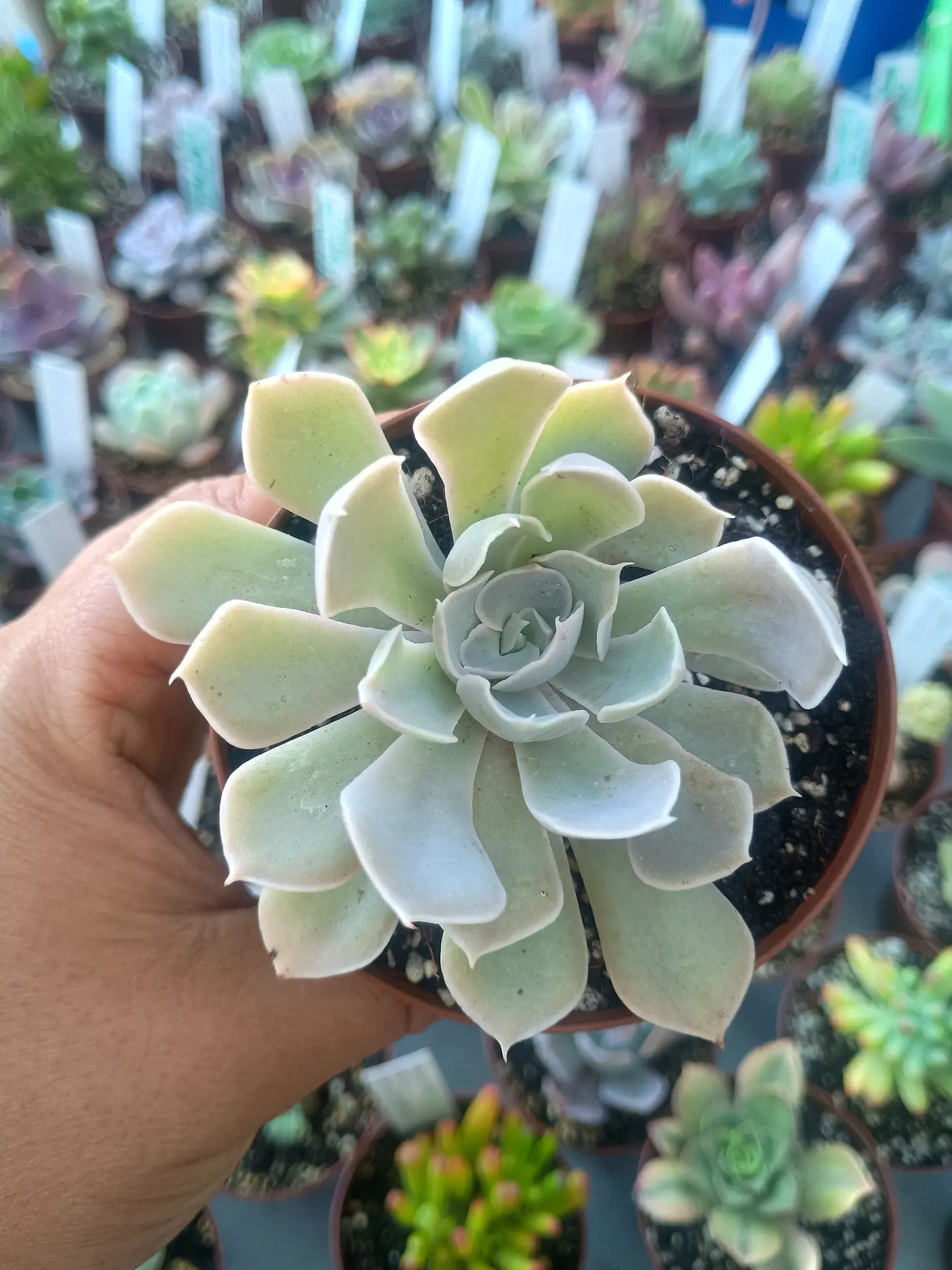 Echeveria ssp, pequeña 1