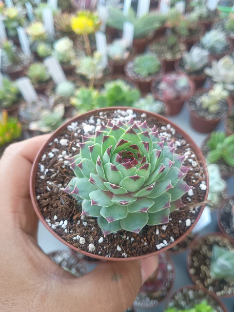 Serpenvivum calcareum , pequeña