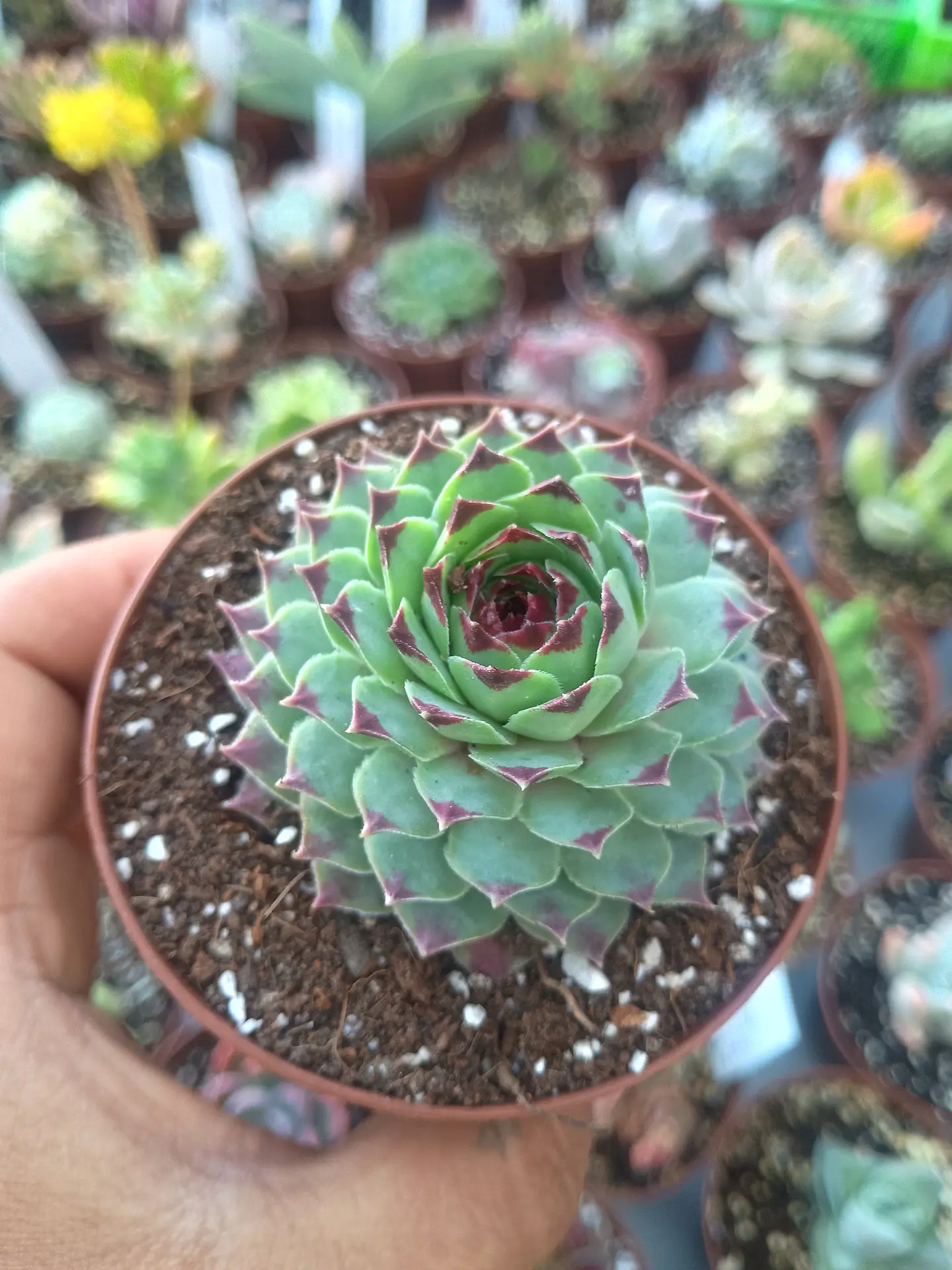 Serpenvivum calcareum , pequeña 2