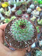 Serpenvivum calcareum , pequeña - Miniatura 2