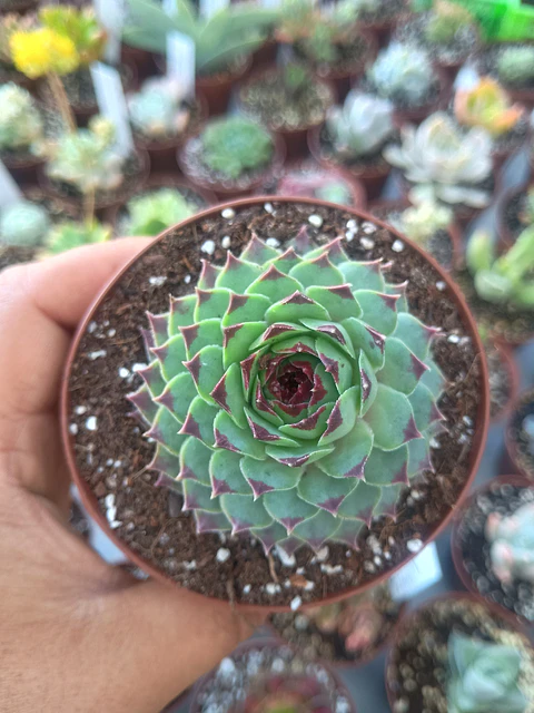 Serpernvivum calcareum, pequeña