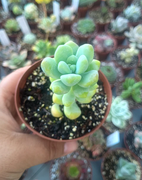 Sedum trealseae, pequeña